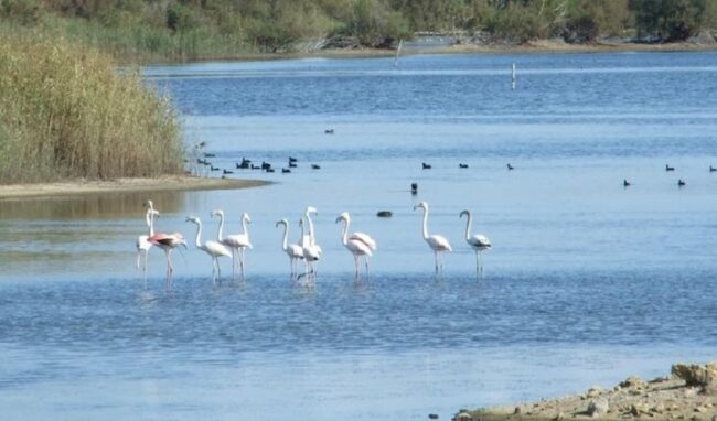 Il Comune di Priolo soggetto attuatore della bonifica della Riserva Saline