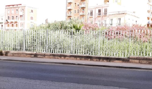 Siracusa, l'antico Arsenale ridotto a canneto: Vinciullo "Perché non è stato ripulito dai forestali?"