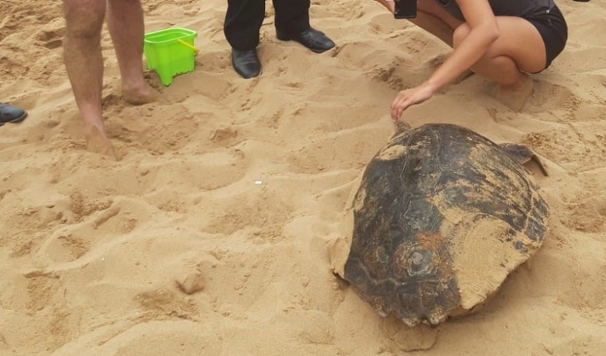 Avola, grande tartaruga marina sulla spiaggia di contrada Gallina