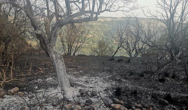 Incendi, i sindaci dell'Unione Valle degli Iblei a difesa dell'ambiente