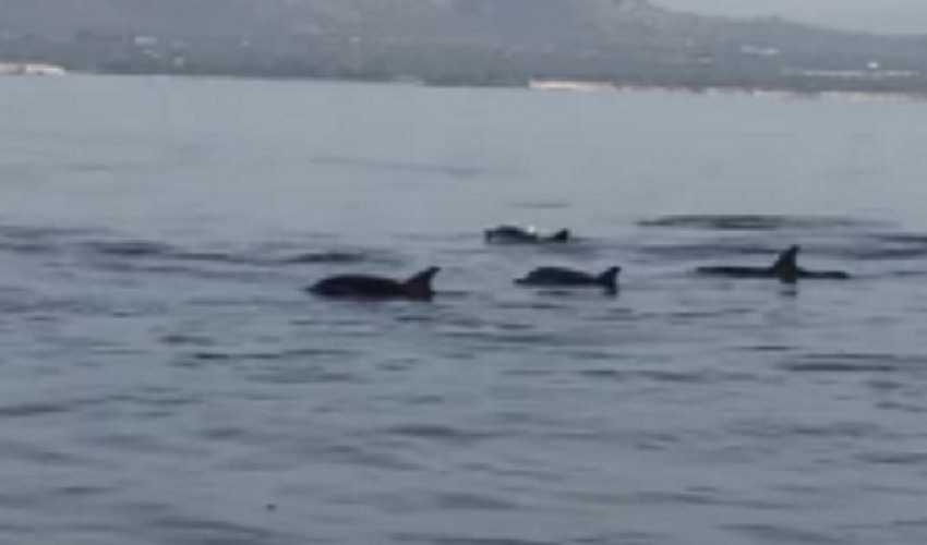 Noto, gruppo di delfini al largo di Calabernardo