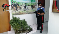 Coltiva cannabis nella sua casa di Sortino: arrestato 49enne
