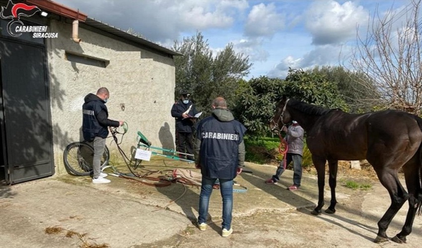 Corsa clandestina di cavalli sulla Maremonti: 4 denunciati. Sequestrati un cavallo e un calesse