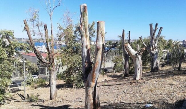 Esposto in Procura per la potatura di centinaia di alberi ad Augusta