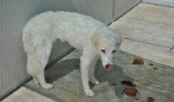 Rifugio sanitario per cani in pessime condizioni igienico sanitarie a Noto