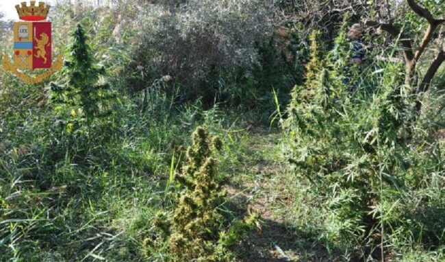 Coltivazione di marijuana in un fondo agricolo di Lentini, denunciato 37enne