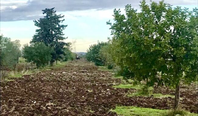 Mille e 200 alberi di Paulownia piantumati nell’area Pip a Priolo