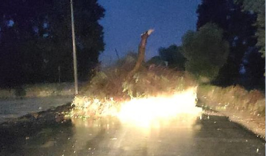 Pioggia battente e vento forte, albero si abbatte al suolo sulla strada dell'Arenella