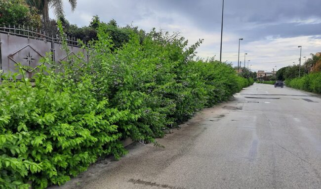 Manutenzione verde pubblico, si avvia la progettazione del nuovo servizio