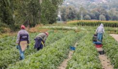 Lavoratori agricoli in difficoltà, troppe piogge e molte giornate di lavoro perse lavoratori agricoli