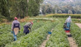 lavoratori agricoli