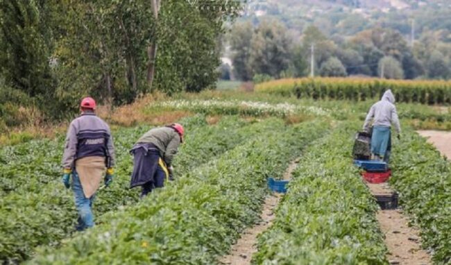 Falsi braccianti, truffe all'Inps: 12 ordinanze nel Catanese