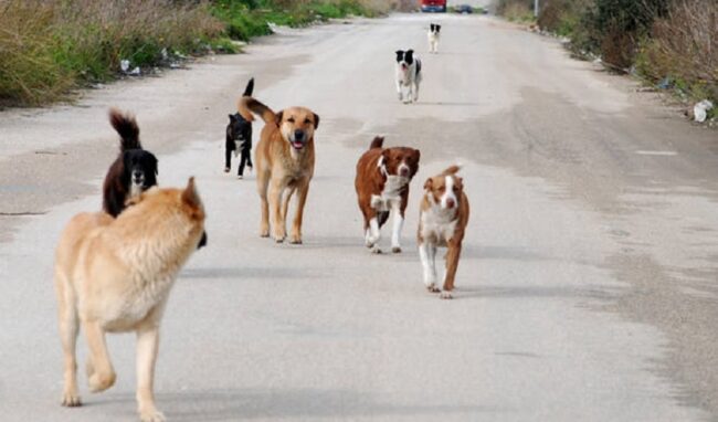 Randagi sulle strade di Siracusa, affidato il servizio di cattura