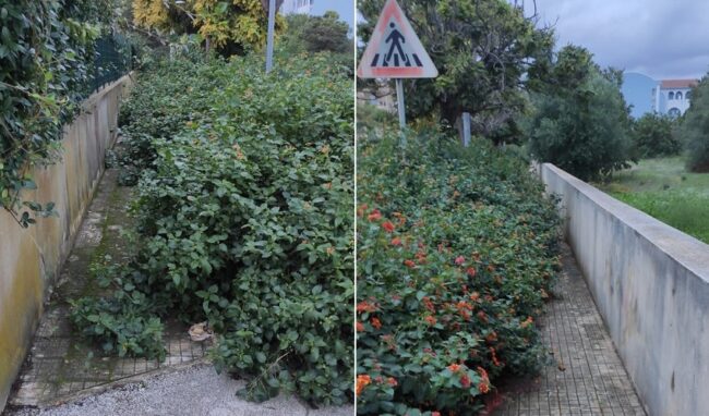 Foresta amazzonica in via Don Puglisi alla Pizzuta, segnalazioni da 3 mesi. Nessuna risposta