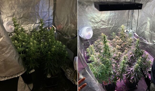 Una serra di marijuana in casa: arrestato un 32enne siracusano