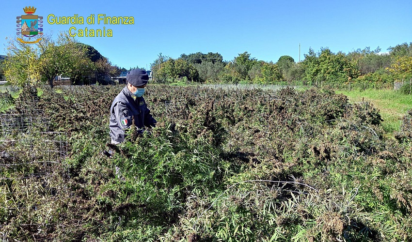 Sequestrati nel Catanese oltre 260 chili di canapa light