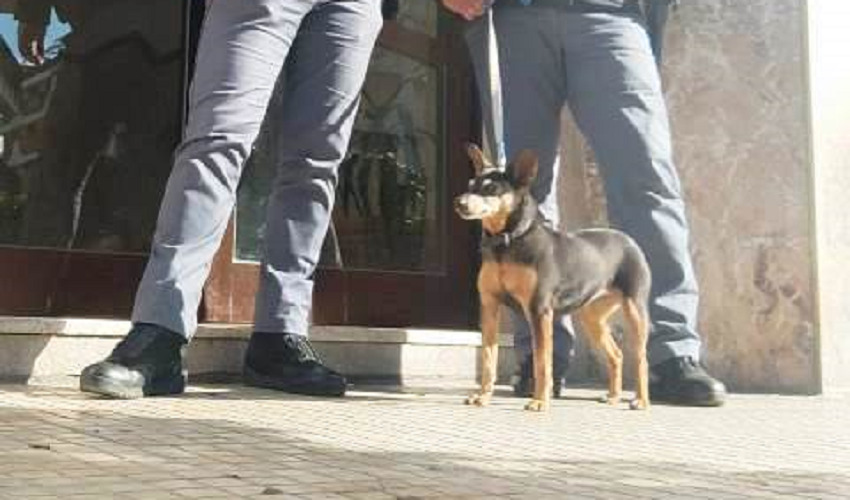 Smarrito in Ortigia, il pinscher Luna salvato da agenti delle Volanti