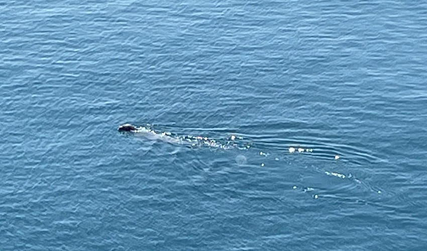 Esemplare di foca monaca avvistata nelle acque dell’Area Marina Protetta Plemmirio