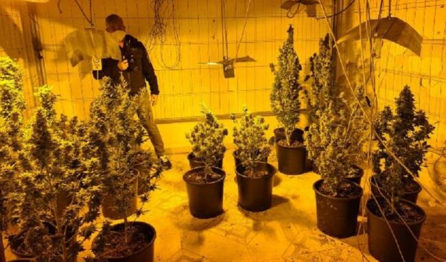 Coltivazione e produzione di marijuana: 22enne in manette