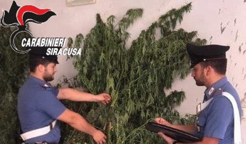 In casa 180 grammi di marijuana e due piante di cannabis indica alte oltre 1 metro: arrestato