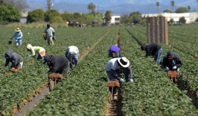 Lotta al caporalato, arriva la piattaforma informatica “Lavoro con Ebat”