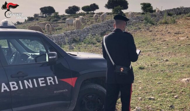 Pascolo abusivo in area demaniale: denunciato allevatore di Noto