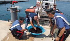 Pesca abusiva di ricci di mare nell'Amp: 1.000 euro di sanzione per 2