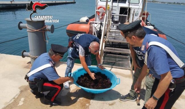 Pesca abusiva di ricci di mare nell'Amp: 1.000 euro di sanzione per 2