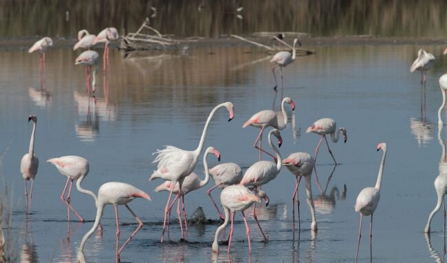 I fenicotteri rosa sono tornati nella Riserva Saline Di Priolo: sono già 732