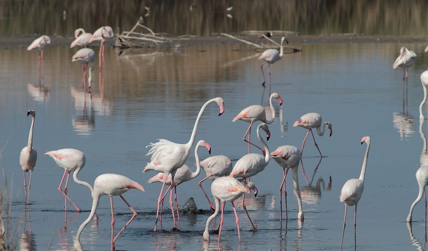 I fenicotteri rosa sono tornati nella Riserva Saline Di Priolo: sono già 732