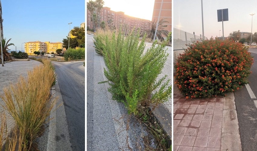 Diserbo del verde a Siracusa, Lealtà e Condivisione contesta la determina del Comune