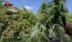 Scoperta piantagione di marijuana nelle campagne di Villasmundo: arrestati 2 albanesi