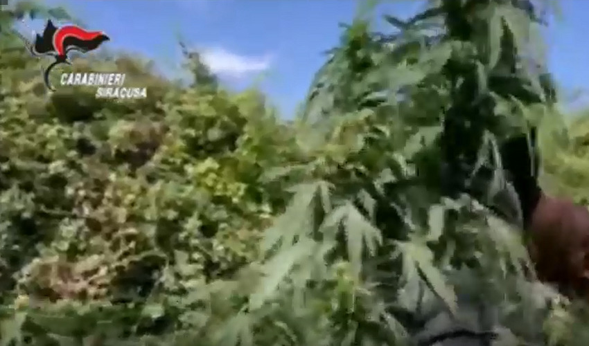 Scoperta piantagione di marijuana nelle campagne di Villasmundo: arrestati 2 albanesi