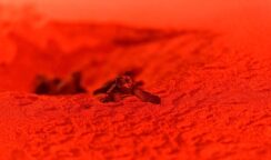 E' festa alla Riserva Saline di Priolo: sono nate le tartarughe Caretta caretta