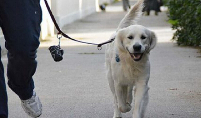 Tolleranza zero contro i proprietari di cani che non rispettano le regole: previste pesanti sanzioni