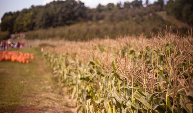 Truffa su fondi dell'Agea: sequestro per 167 mila ad imprenditore agricolo del Siracusano