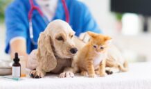 sterilizzazione