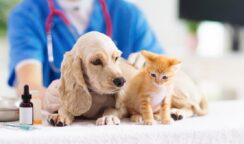 sterilizzazione