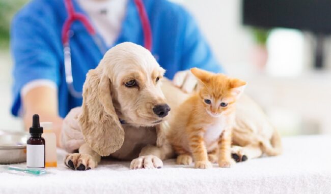 Sterilizzazione gratuita per cani e gatti a Priolo