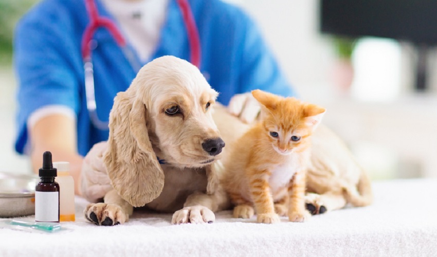 Sterilizzazione gratuita per cani e gatti a Priolo