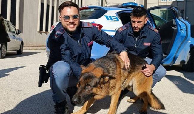 Rischiava di essere investito dalle auto, poliziotti salvano un cane e lanciano un appello per rintracciare il proprietario