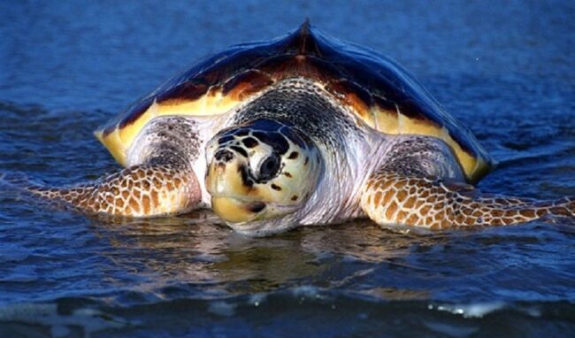 Recuperata tartaruga Caretta caretta in difficoltà