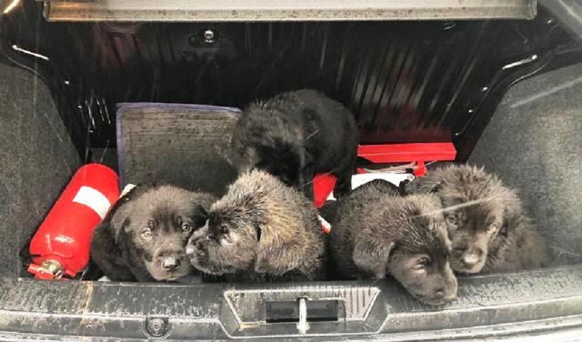 Cuccioli di cane salvati dall'esondazione del fiume Asinaro