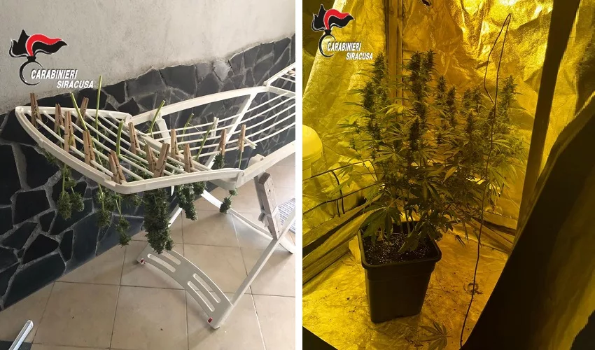 marijuana