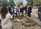 jacaranda