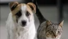 Primo soccorso e assistenza per cani e gatti randagi: affidamento ponte in attesa dell'entrata in vigore della Convenzione 1 soccorso