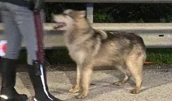 siberian