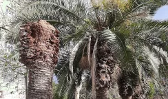 palme