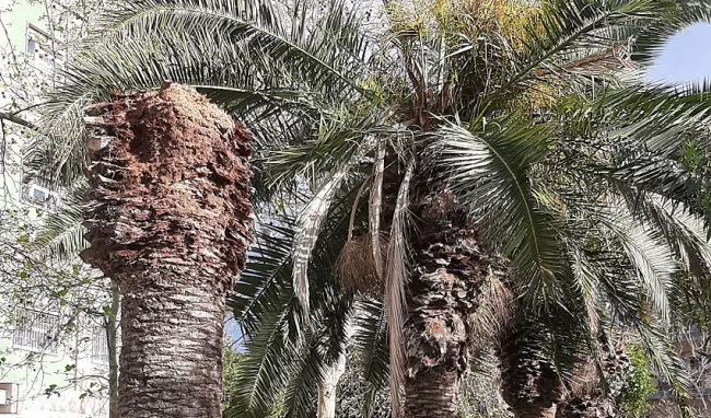 palme