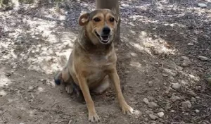 timida